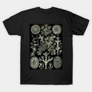 Lichen by Ernst Haeckel T-Shirt